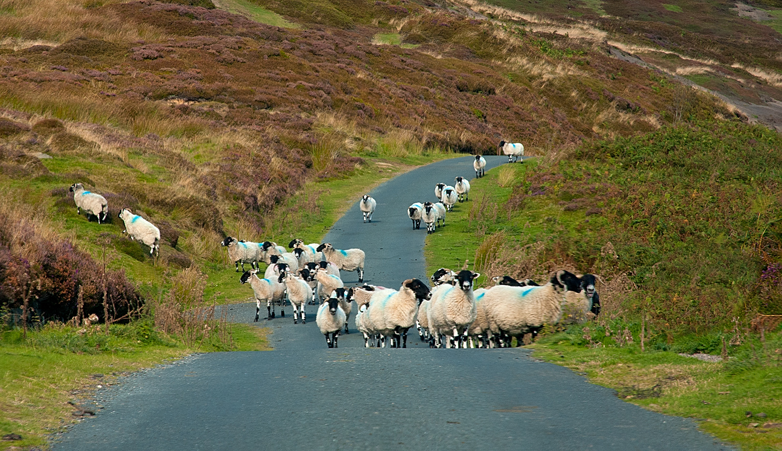 Road Block - John Laverock